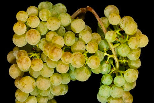 Albariño
