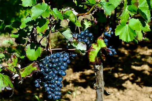 Barbera