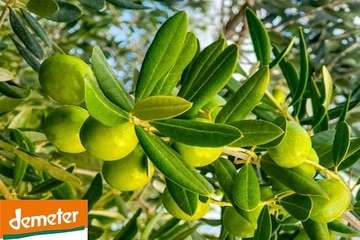 Olive Oil and Biodynamic Farming: The Mediterranean Groves Harmony