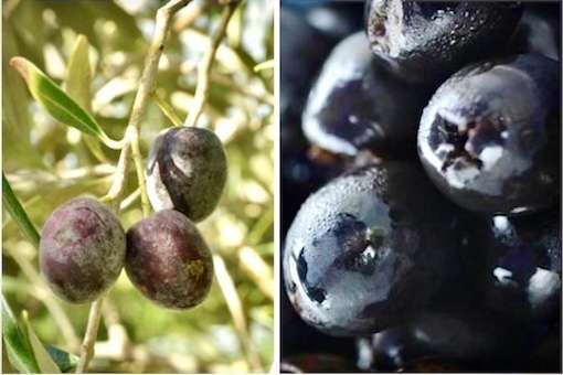 Black or Black: How to Tell If Your Olives Are Really Black?