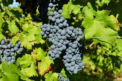 Cabernet Franc
