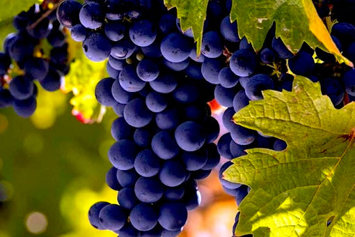 Carmenère