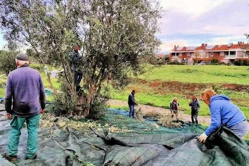 Citizen Groups in Rome Harvest Local Olive Trees for Charity
