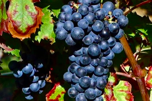 Dolcetto