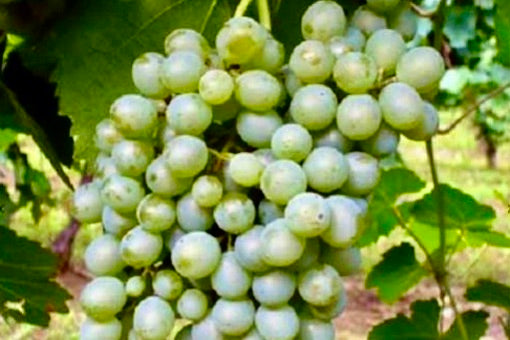 Falanghina