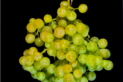 Garganega