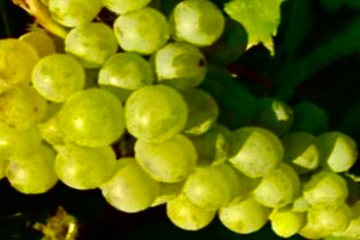 Grillo