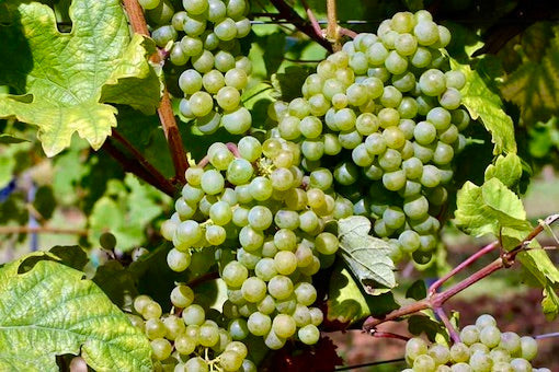 Grüner Veltliner
