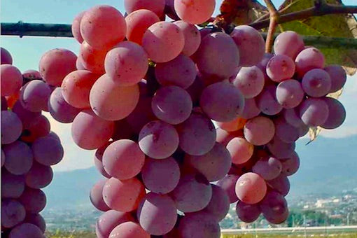 Koshu