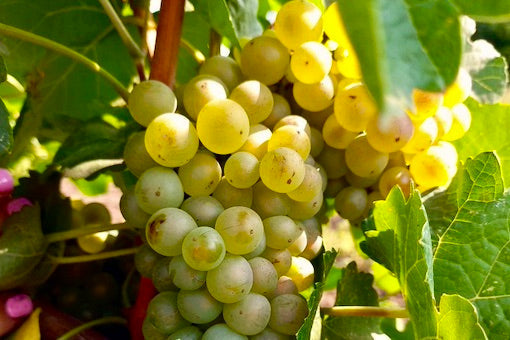 Marsanne