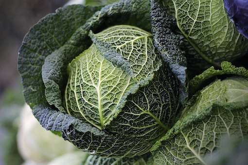 Mediterranean Diet and Cancer Prevention