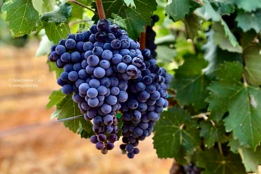 Mourvèdre