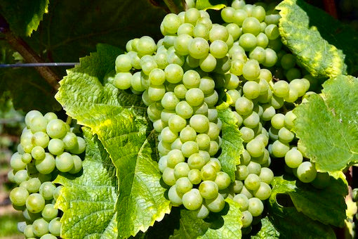 Pinot Blanc