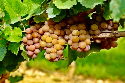 Pinot Grigio