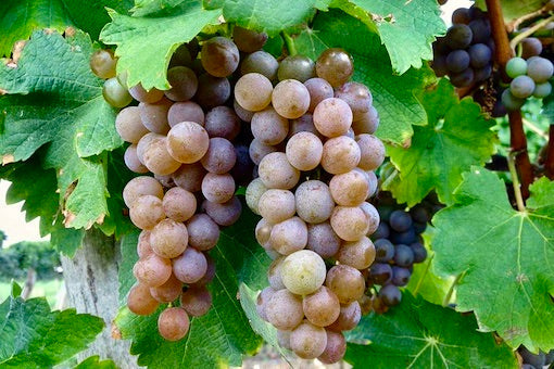 Sauvignon Gris