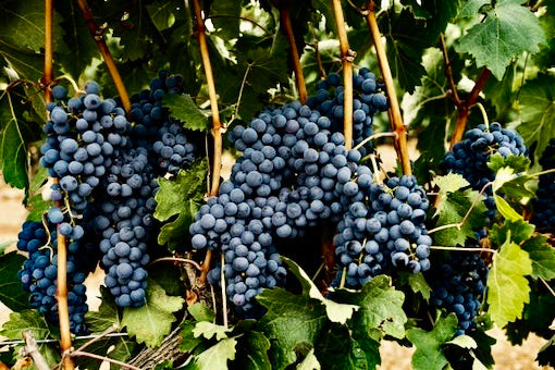 Tempranillo