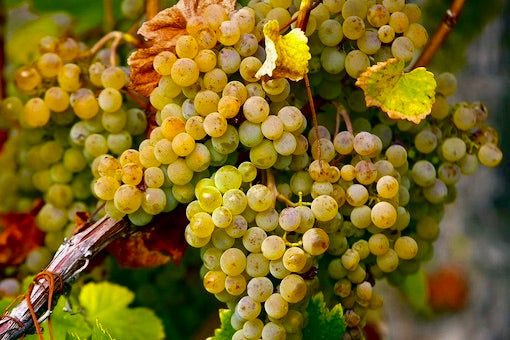 Wine and More