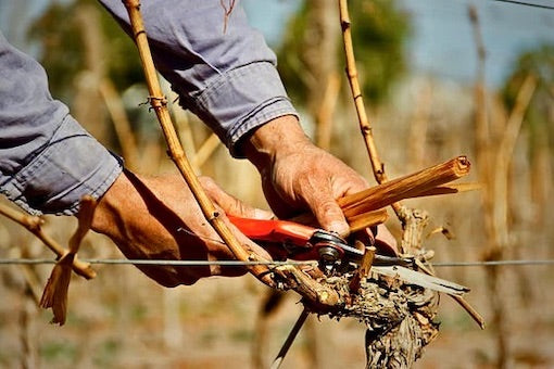 Who Made the Wine You Are Drinking Now?