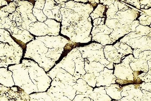 The Year the Vines Forgot How to Breathe