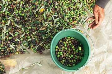 Early Harvest Olive Oil Health Benefits