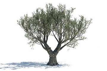 Why Do We Find Fruit and Herbs in Aroma of Olive Oil?