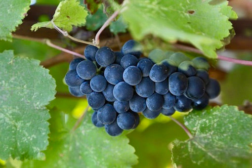 Petit Verdot