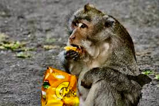 Mediterranean Diet Explained: Just Stop Eating Garbage