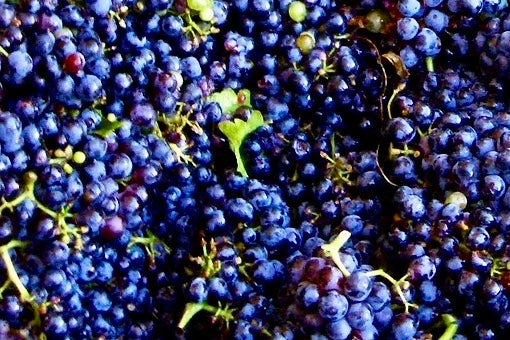Why Red Wine Gets All the Credit: The Myth, the Molecules, and the Moment Between Sips